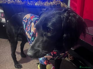 Mixed Breed dogs Male saluki/labradoor for rehoming - Advert 1