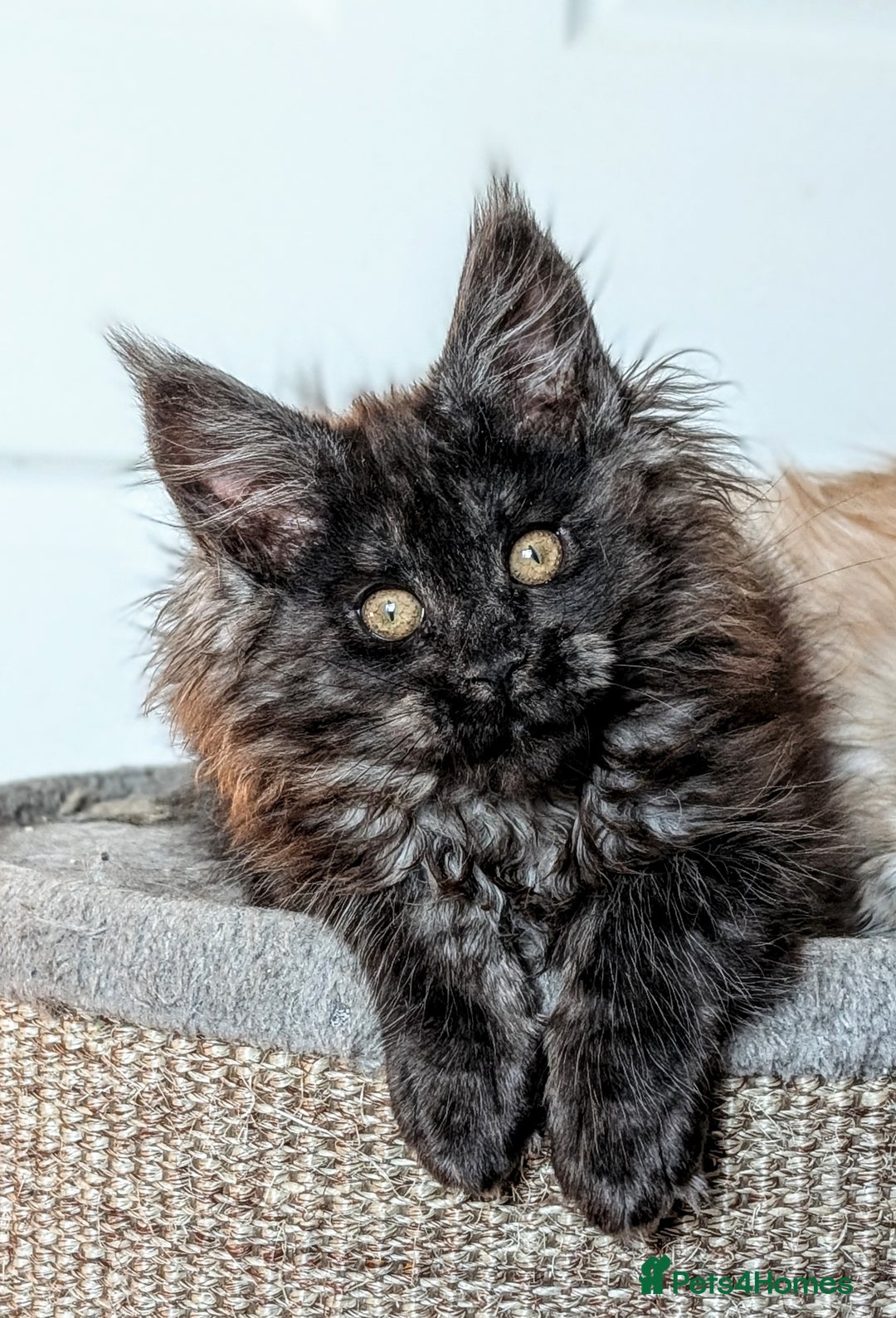 Maine Coon cats for sale: Pedigree, Tica registered kittens - Advert 12