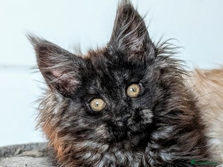 Maine Coon cats Pedigree, Tica registered kittens - Advert 6