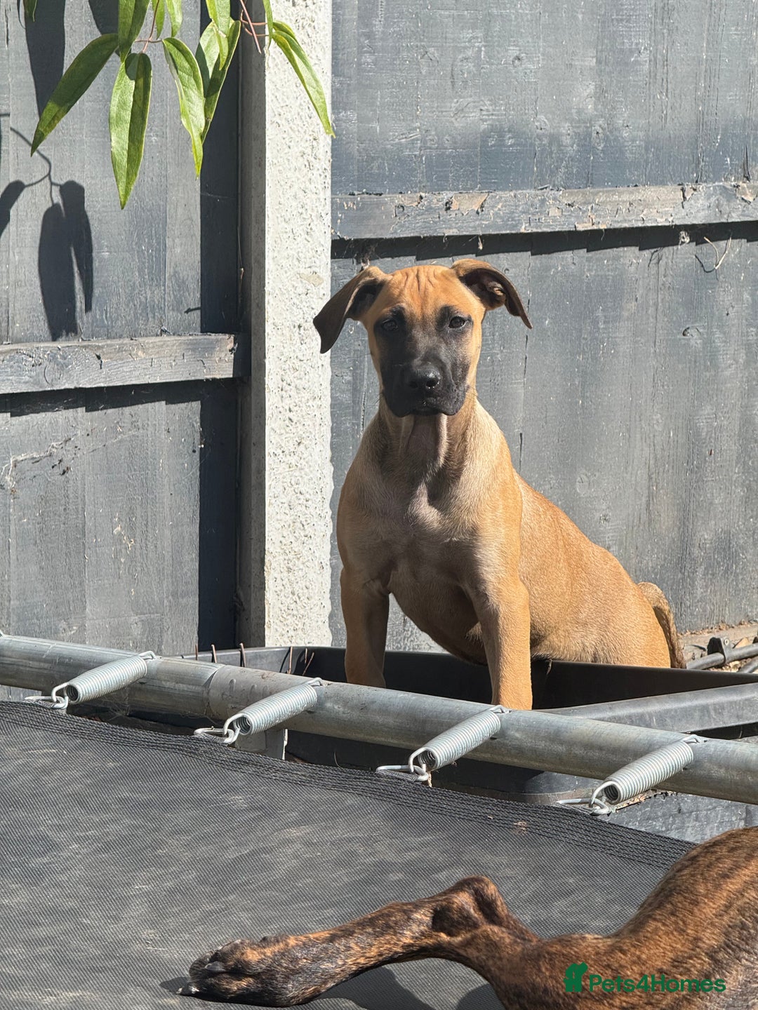 Belgian Shepherd Dog dogs for sale: Dutch Herder x Alano Espanol Pupies - Image 15