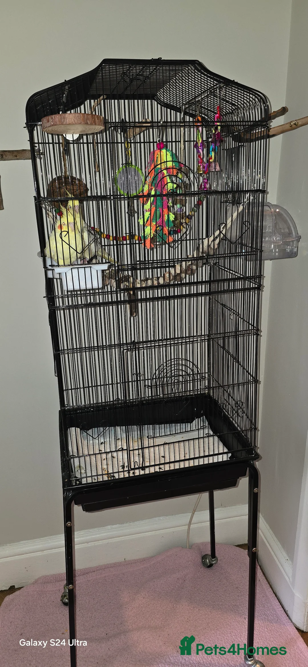 Cockatiels birds for sale: 2 Female cockatiels with cage  - Advert 6