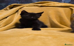 Ragdoll cats for sale: Beautiful half ragdoll kittens - Image 8