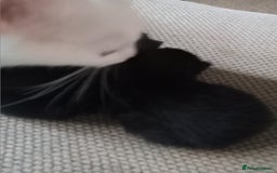 Turkish Angora cats for sale: Turkish angora  - Image 4