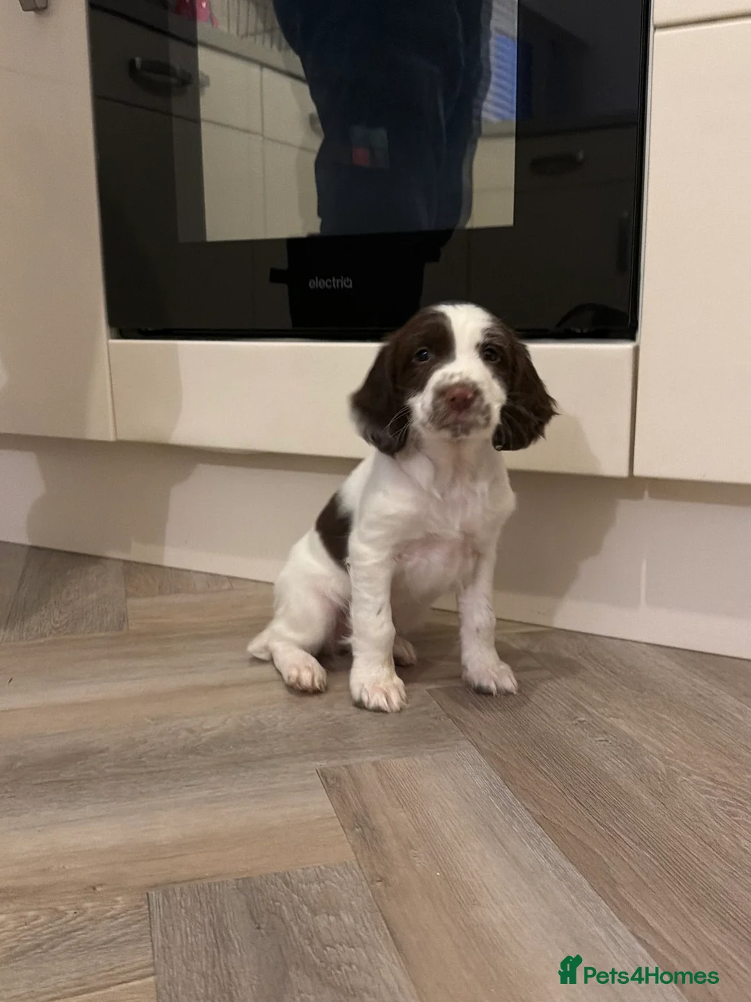 English Springer Spaniel dogs for sale: English Springer Spaniel puppies  - Advert 5