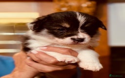 Welsh Corgi Pembroke dogs for sale: 2 Tri/KC girls from health tested parents - Image 21