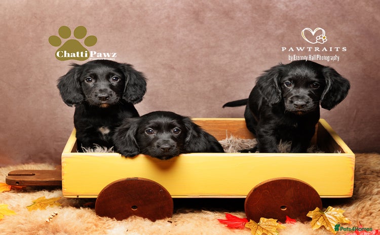 Cocker Spaniel dogs - Advert 1