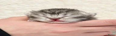 Scottish Fold 2