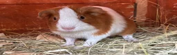 Guinea Pig rodents for sale: Pair of girl and boy baby guinea pigs - Advert 4