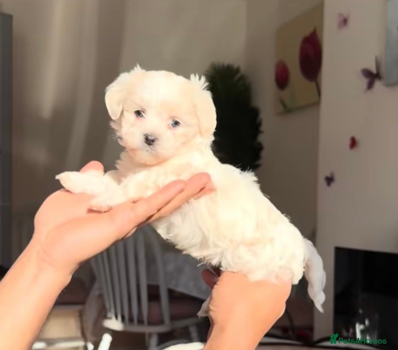 Bichon Frise dogs Adorable Maltese Puppies - Home Reared & Loving - Advert 1