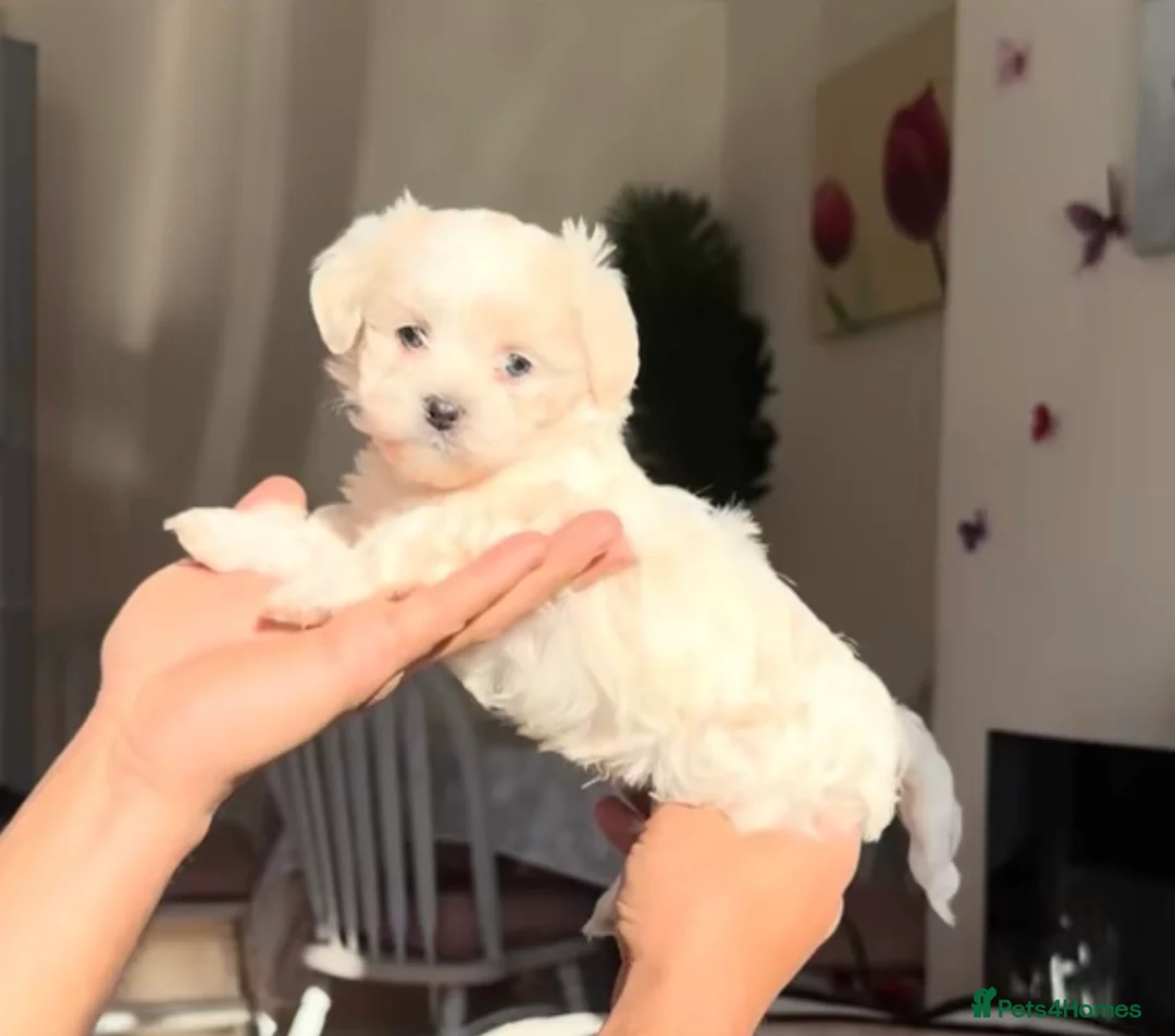 Bichon Frise dogs for sale: Adorable Maltese Puppies - Home Reared & Loving - Advert 1