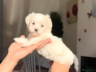 Bichon Frise dogs Adorable Maltese Puppies - Home Reared & Loving - Advert 1