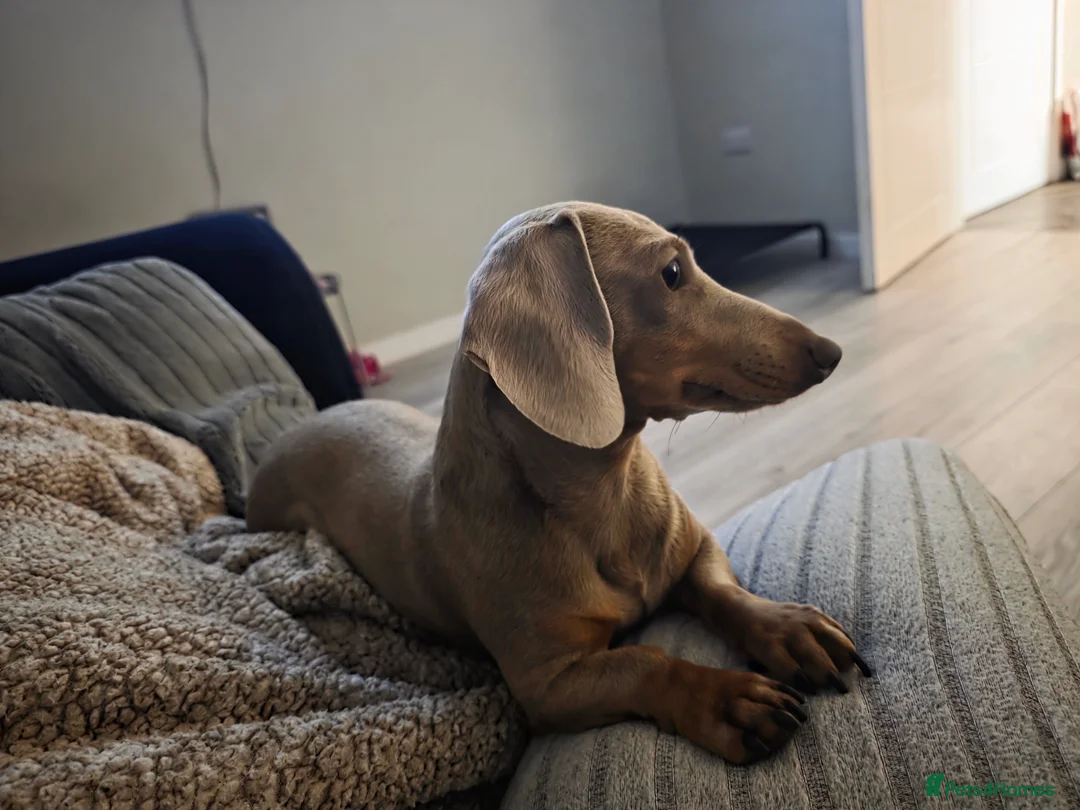Miniature Dachshund dogs for stud: Miniature dachshund for stud!  in Nottingham - Advert 2
