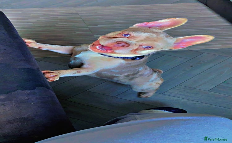 French Bulldog dogs - Advert 2
