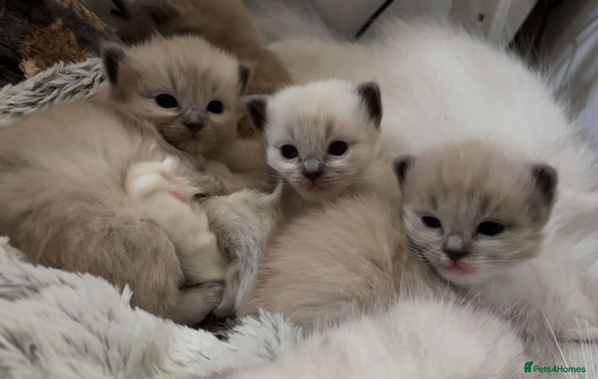 Ragdoll cats Stunning Mitted Ragdolls  - Advert 1