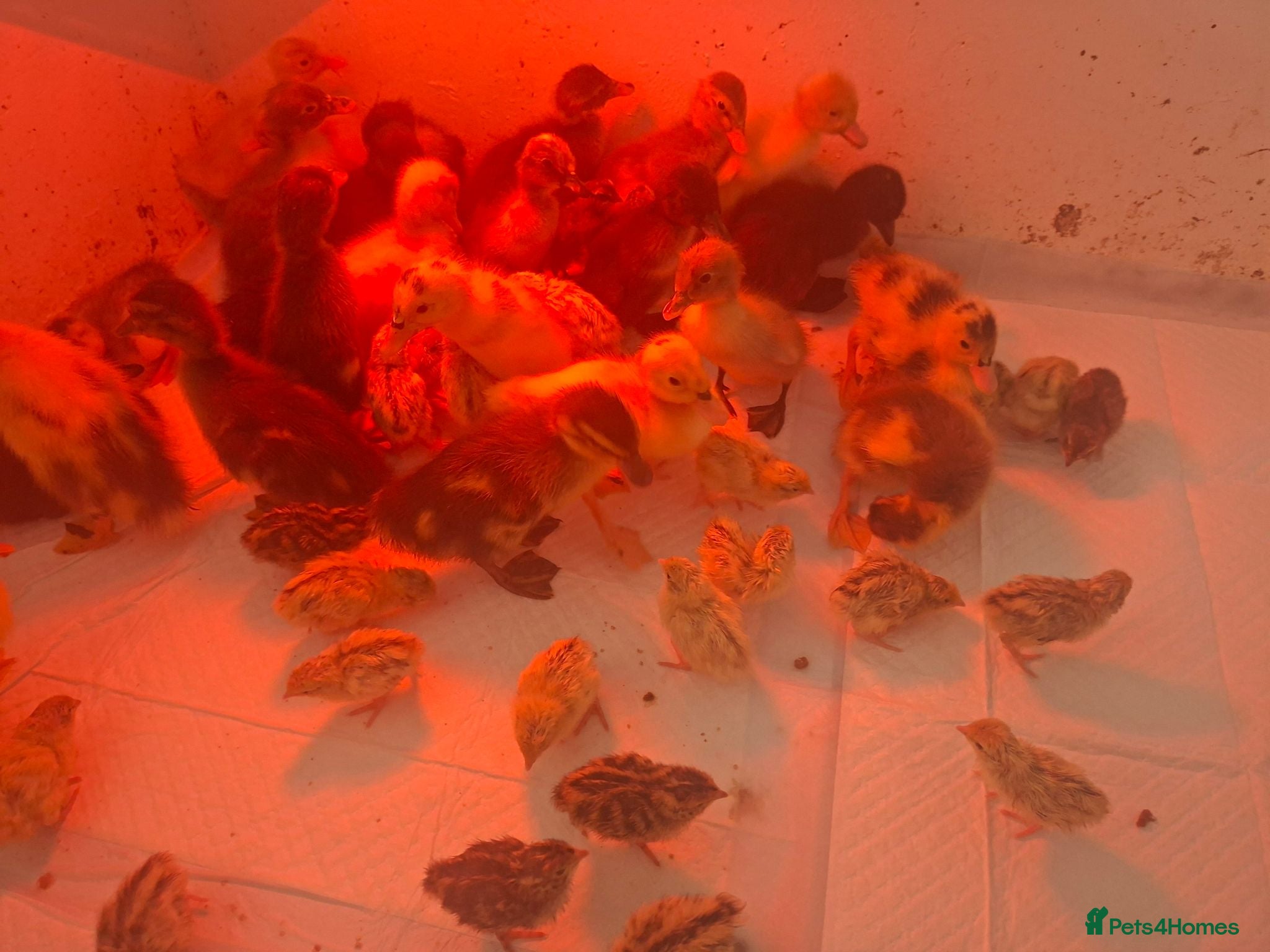 Quail poultry Runner ducklings and quail chicks - Advert 18