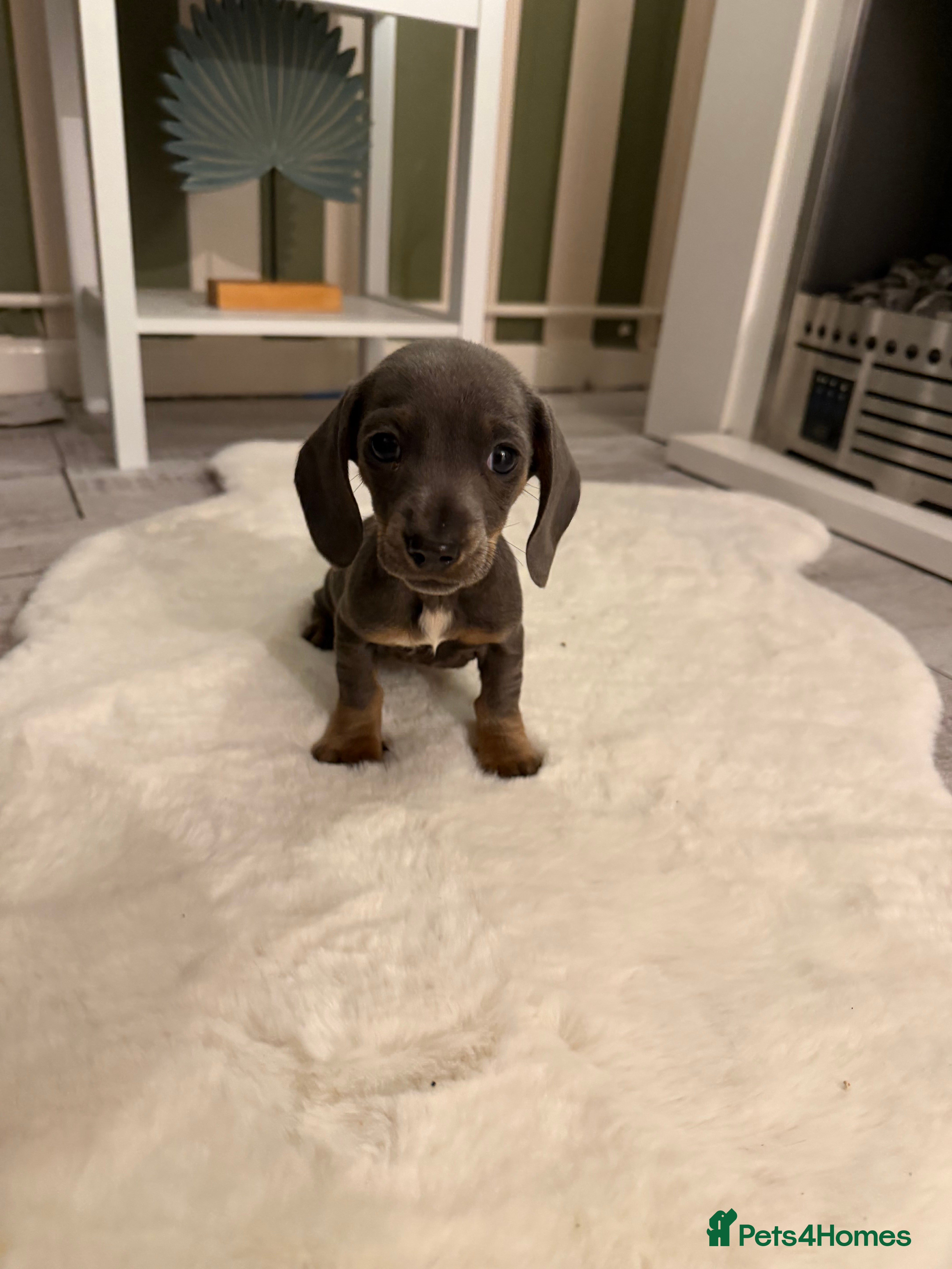 Miniature Dachshund dogs READY NOW 5 ⭐️⭐️ Miniature dashchunds - Advert 13