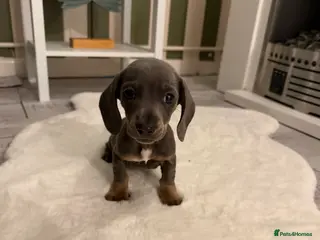 Miniature Dachshund dogs READY NOW 5 ⭐️⭐️ Miniature dashchunds - Advert 14