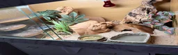 Gecko reptiles for sale: Leopard Gecko in Leamington Spa - Advert 3