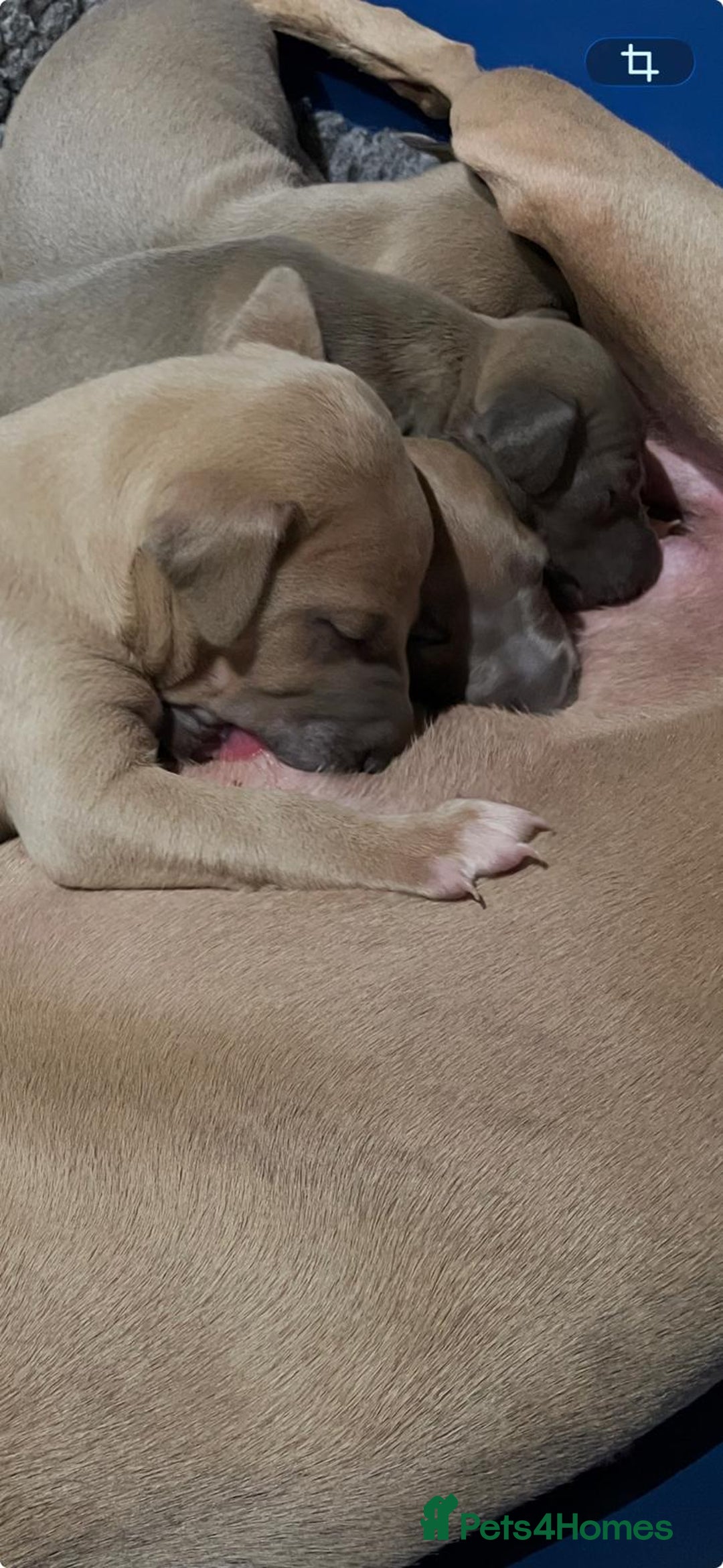 Mixed Breed dogs for sale: Beautiful Wiggy Litter 3/4 Italian Greynound - Advert 9