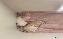 Maine Coon cats for sale: STUNNING MAINE COON KITTENS  - Image 12
