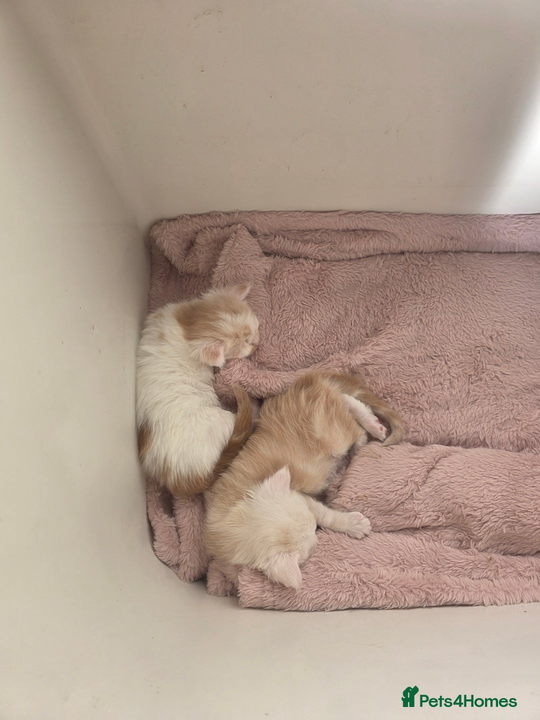 Maine Coon cats for sale: STUNNING MAINE COON KITTENS  - Image 12