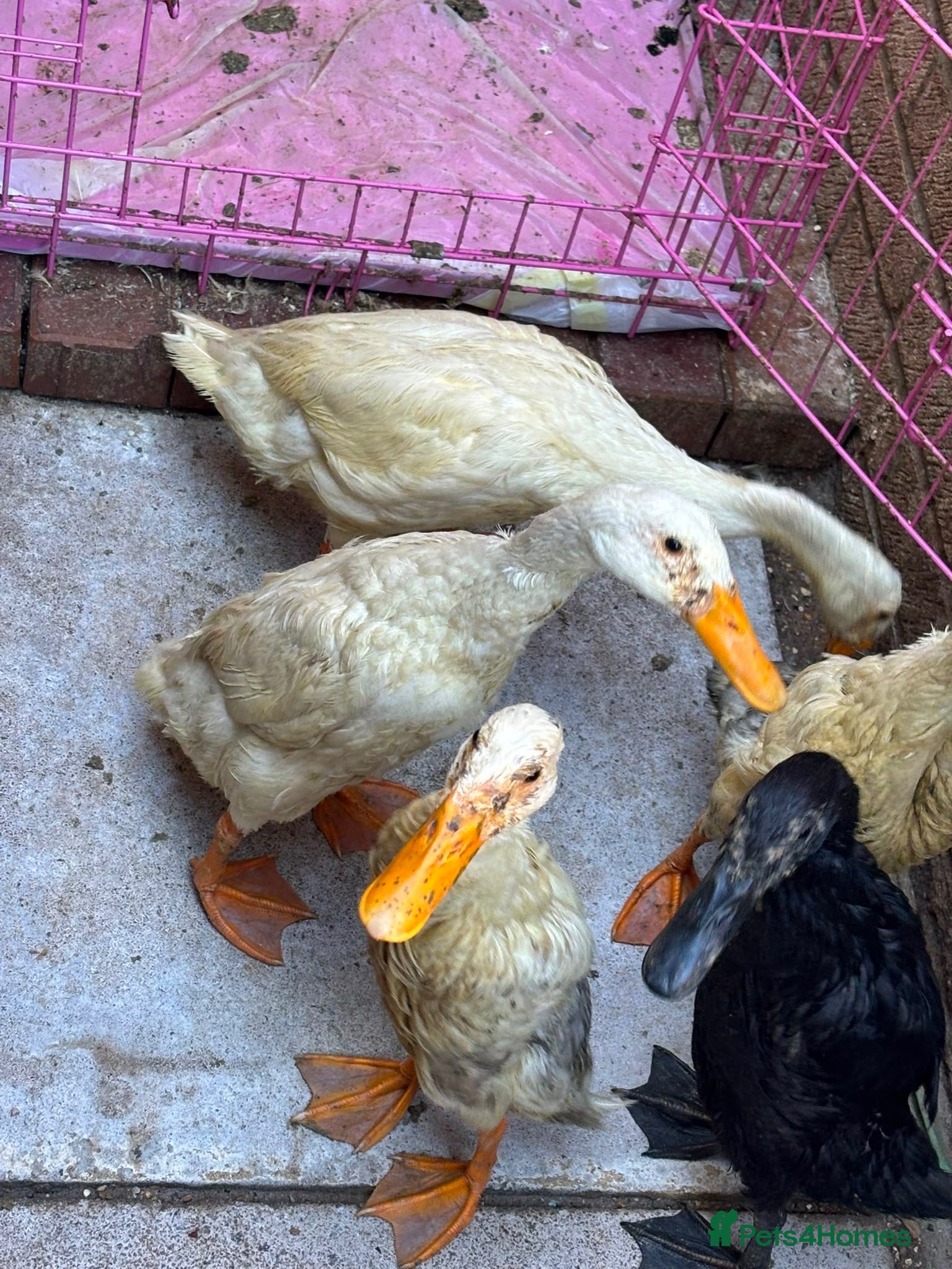 Ducks poultry Indian runner ducks - Advert 1