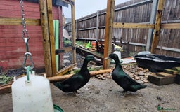 Ducks poultry for sale: Cayuga Ducks - Image 1