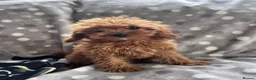 Cavapoo dogs for sale: Cavapoo - Advert 9
