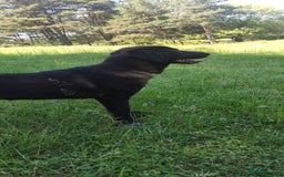 Mixed Breed dogs for adoption: 🌸Sweet and Beautiful AZALEA - Deserving Kindness - Advert 7