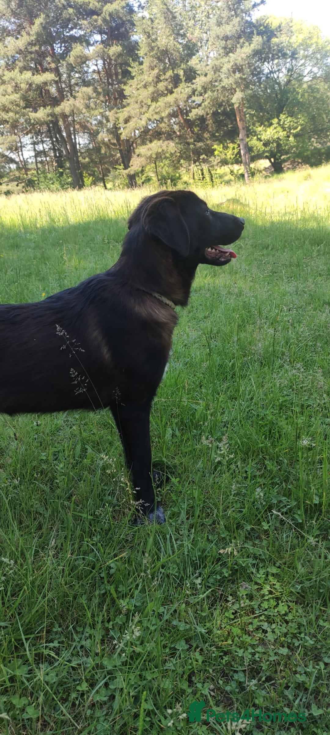 Mixed Breed dogs for adoption: 🌸Sweet and Beautiful AZALEA - Deserving Kindness - Advert 7