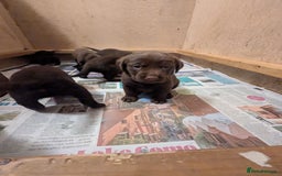 Labrador Retriever dogs for sale: Chocolate Labrador pups  - Image 5