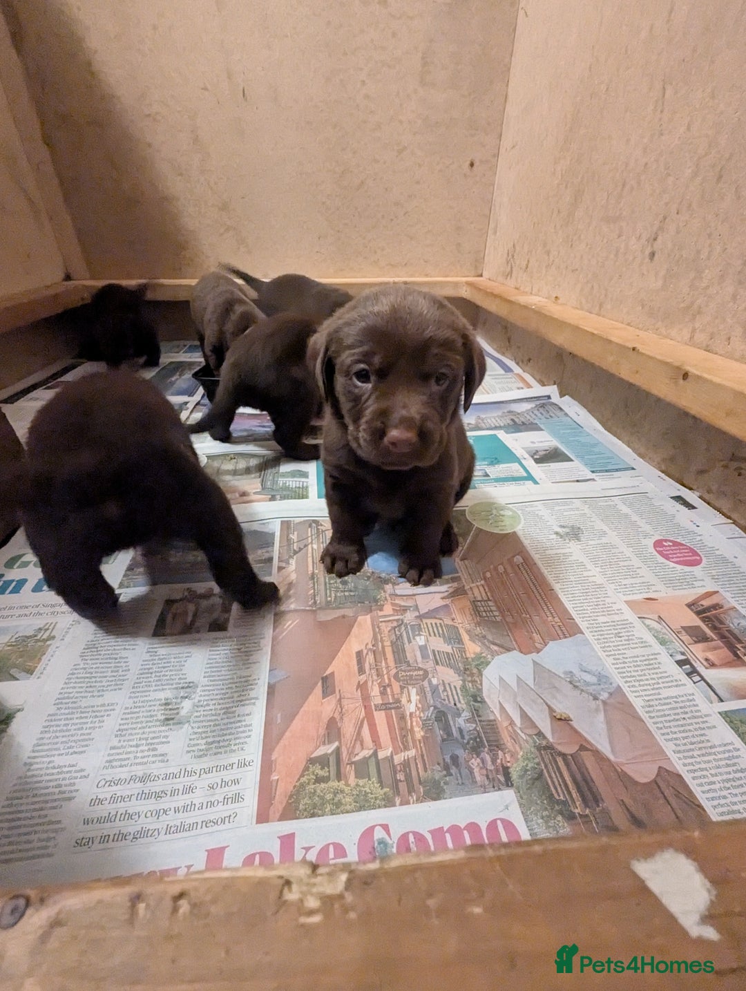 Labrador Retriever dogs for sale: Chocolate Labrador pups  - Image 5