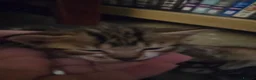 Bengal cats for sale: Mixed bengal clubs  in Holt - Advert 5