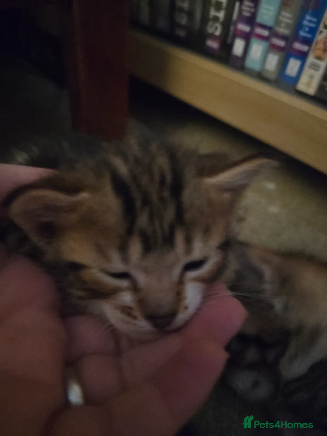 Bengal cats for sale: Mixed bengal clubs  in Holt - Advert 5