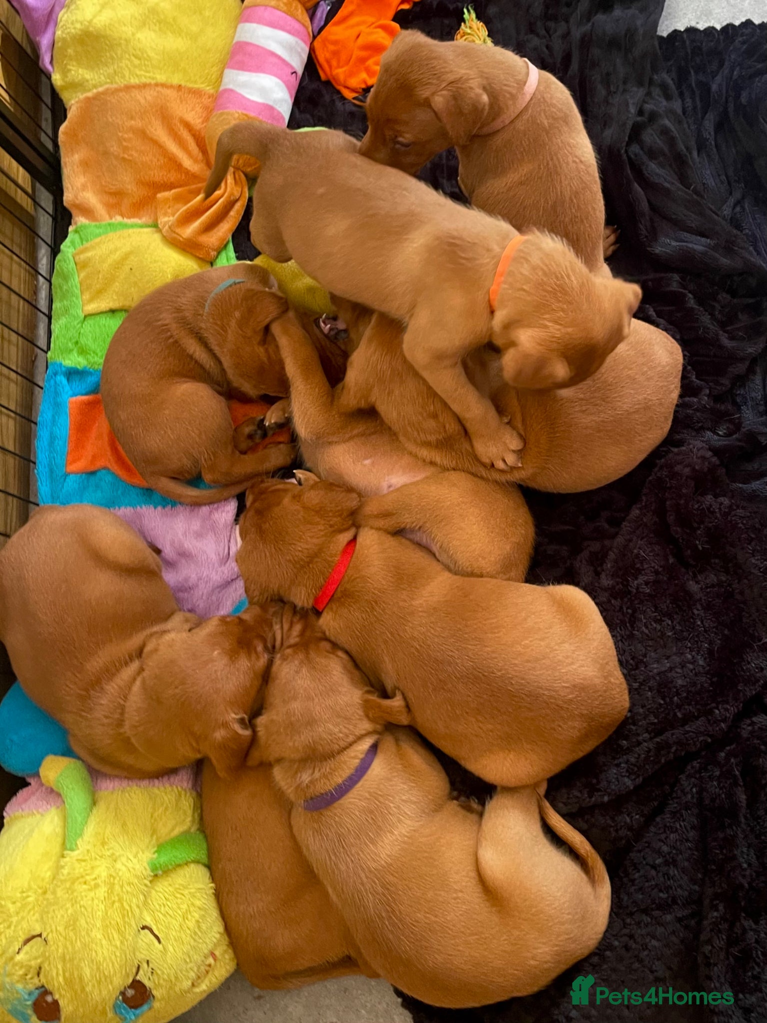Labrador Retriever dogs for sale: KC Stunning Dark Fox Red Labrador Puppies - Advert 9