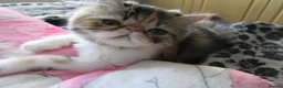 Persian cats for sale: Fantastic Female Persian kitten ready now - Advert 6