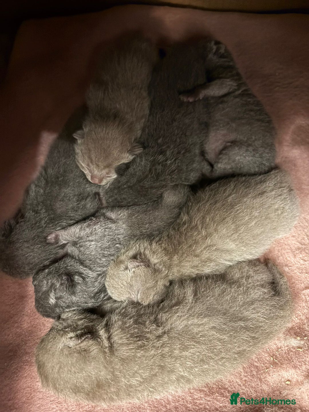 Scottish Fold cats for sale: Scottish fold /Scottish straight KITTENS - Advert 2