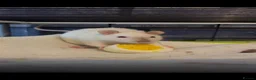 Rat rodents for sale: 2 8month old females rats - Advert 1