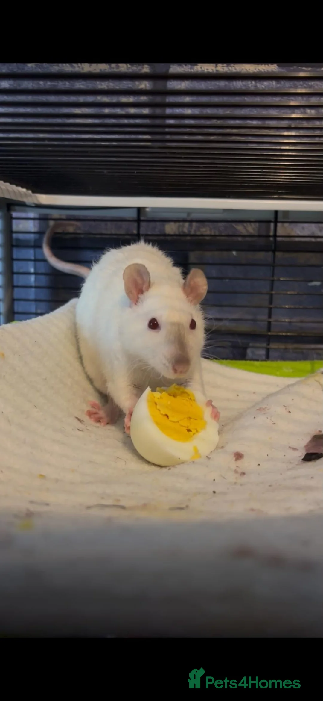 Rat rodents for sale: 2 8month old females rats - Advert 1