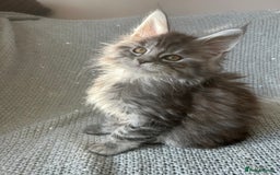 Maine Coon cats for sale: 5 tica registered mainecoon kittens  - Image 6