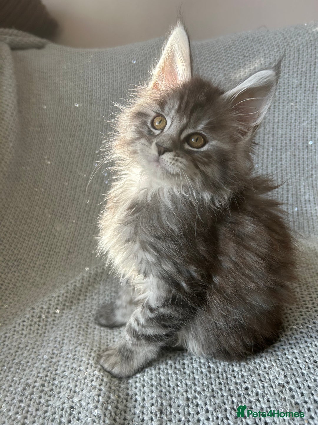 Maine Coon cats for sale: 5 tica registered mainecoon kittens  - Image 6
