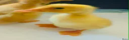 Ducks poultry for sale: Runner Ducklings needing special homes - Advert 3