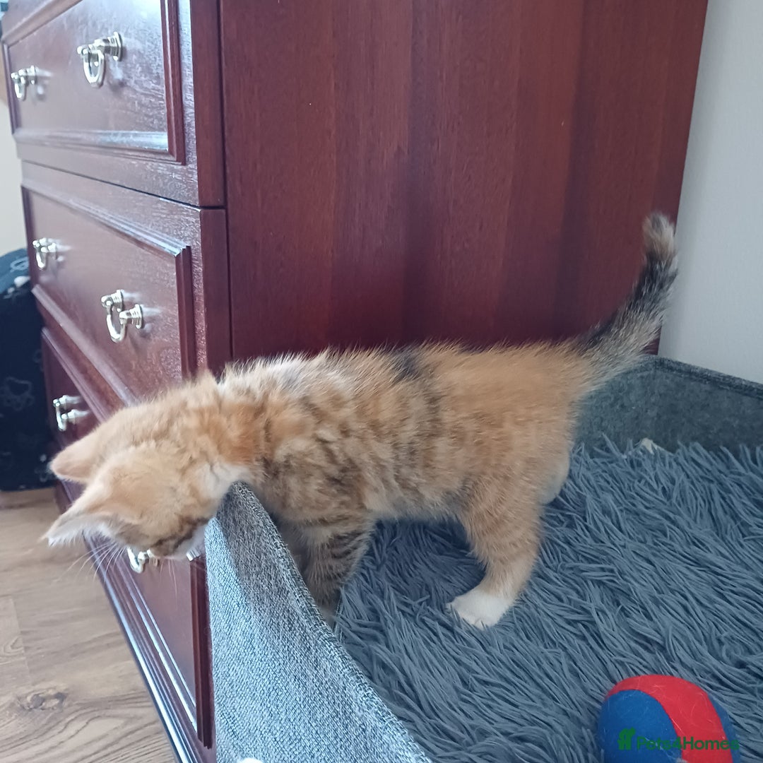 Mixed Breed cats for sale: Lovely kittens😻😻😽😽❤️ - Advert 21