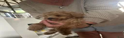 Cockapoo dogs for sale: Cockapoo puppies - Advert 11