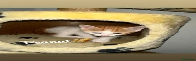 Peanut 
