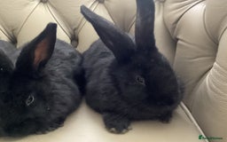 Flemish rabbits for sale: FLEMISH GIANT,CROSS - Advert 5