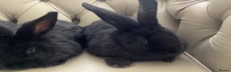 Flemish rabbits for sale: FLEMISH GIANT,CROSS - Advert 5