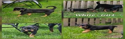Rottweiler dogs for sale: Champion Bloodline German Rottweiler Puppies - Advert 24