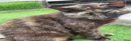 Mixed Breed cats for sale: Gorgeous black kittens  - Advert 2