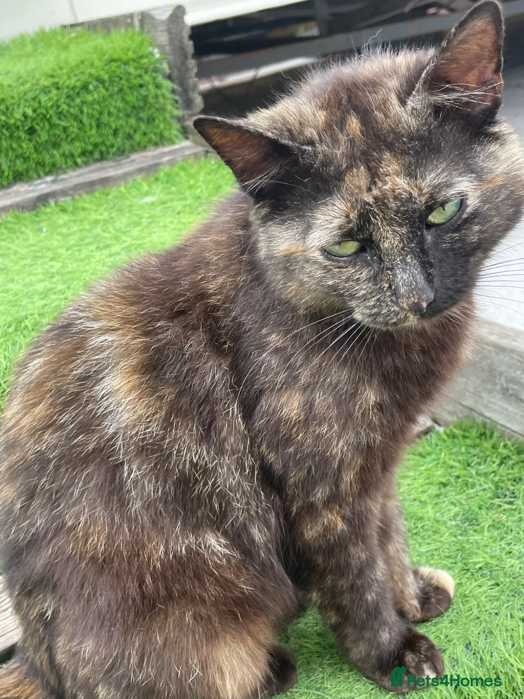 Mixed Breed cats for sale: Gorgeous black kittens  - Advert 2
